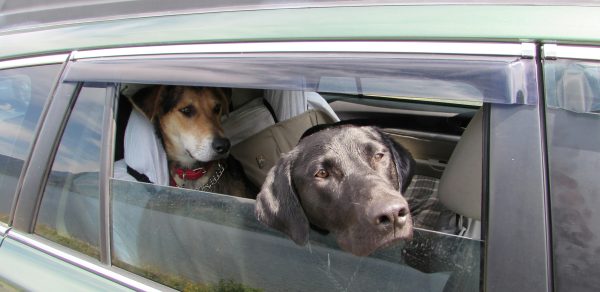 Dos perros en coche