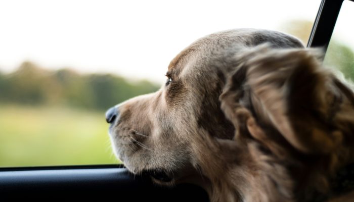 perro en la ventana de un coche